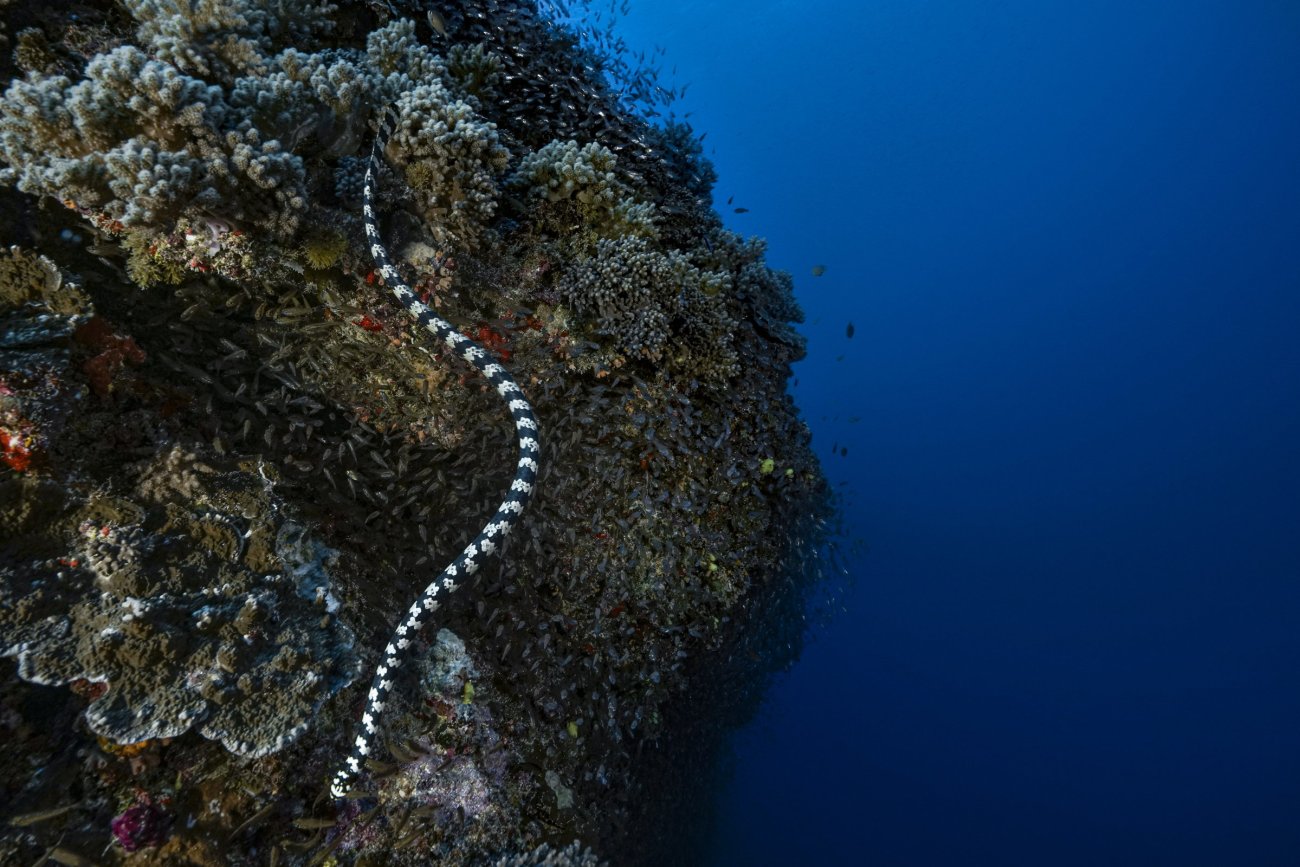 rosenfeld_ocean_035.jpg