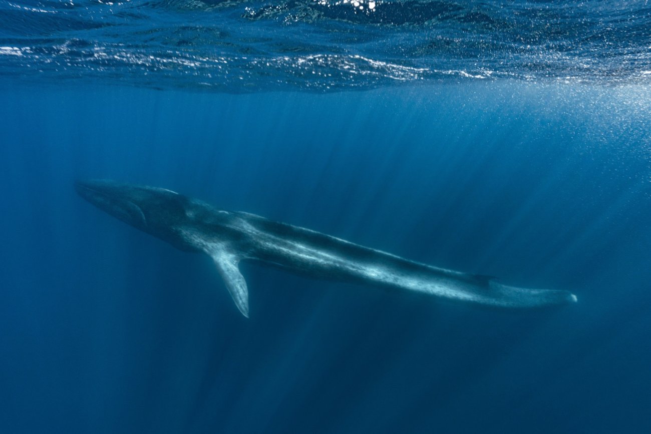 rosenfeld_ocean_040.jpg