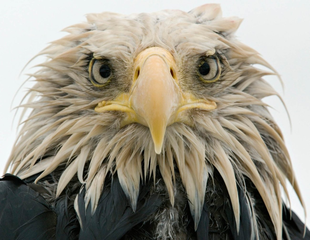 nigge_baldeagle_001.jpg