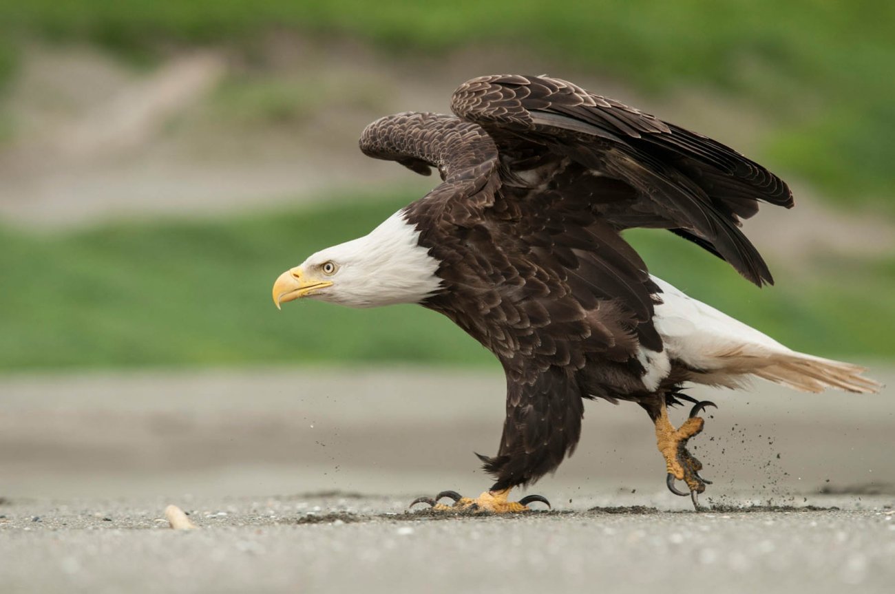 nigge_baldeagle_006.jpg