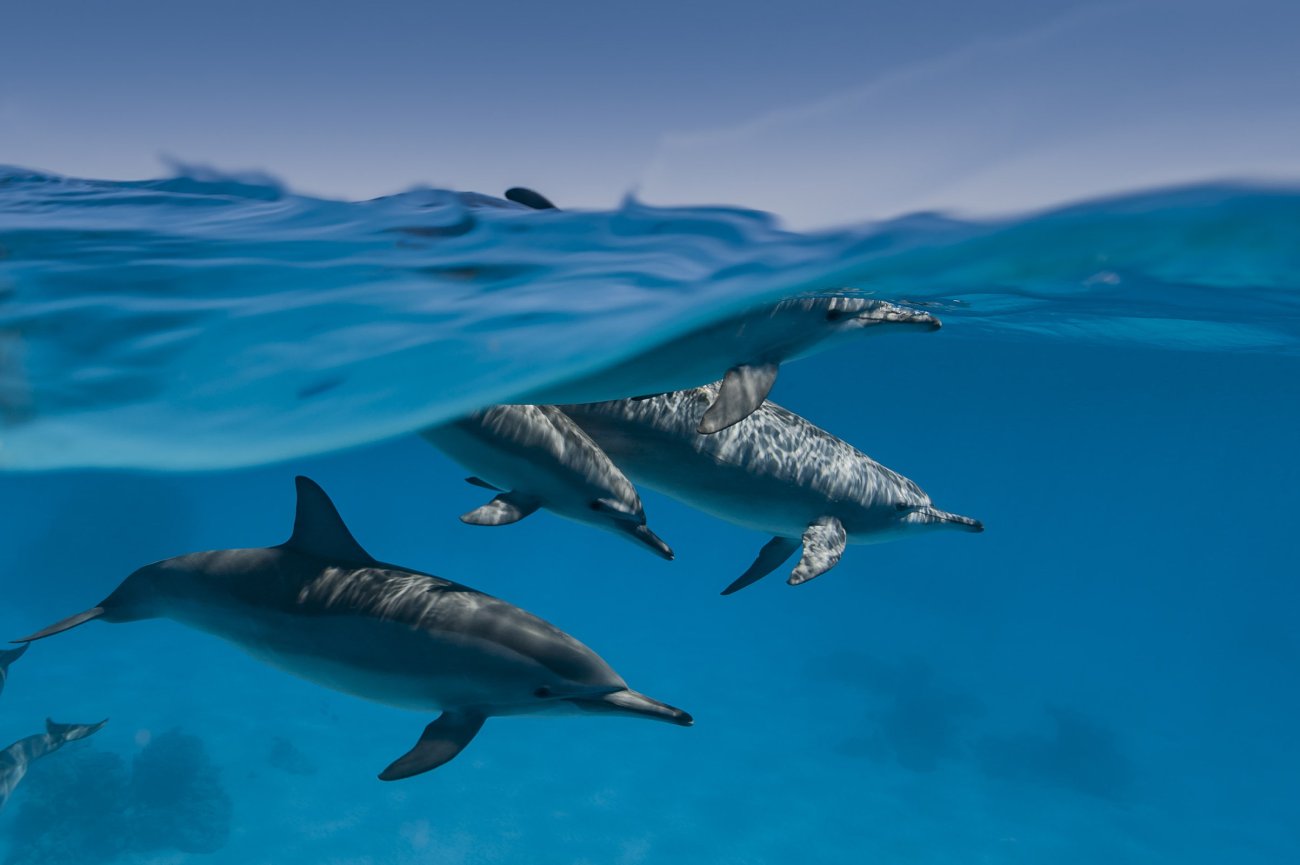 rosenfeld_ocean_016.jpg
