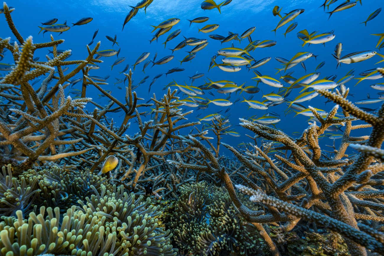 rosenfeld_ocean_024.jpg
