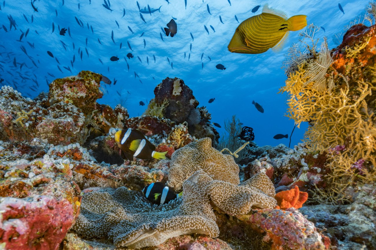 rosenfeld_ocean_026.jpg