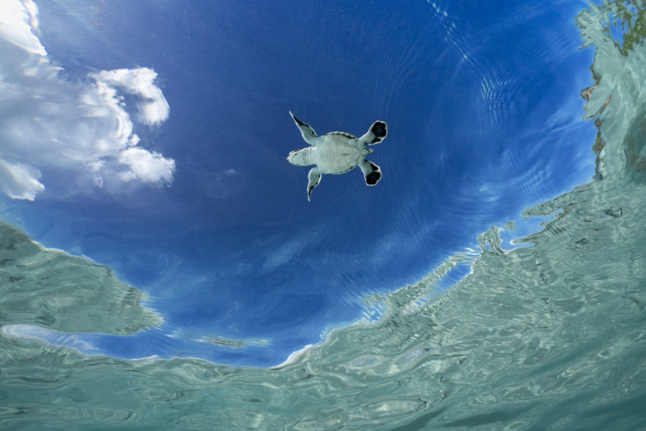 rosenfeld_ocean_027.jpg