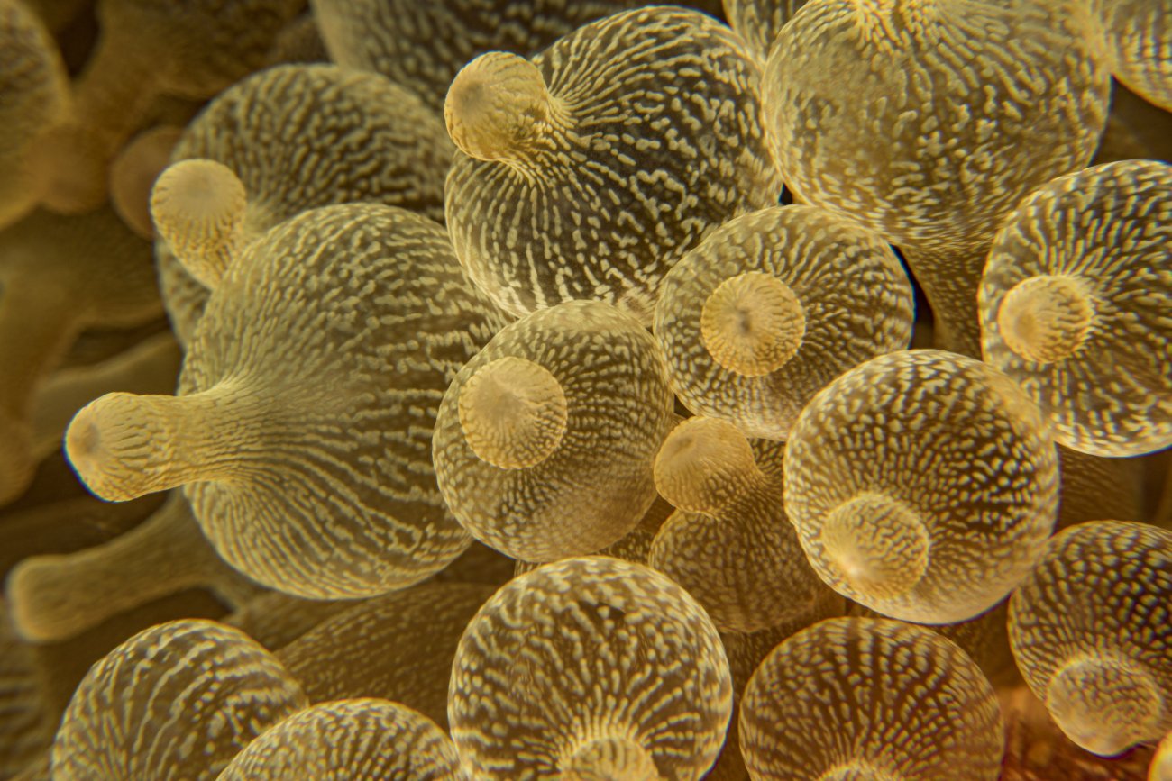 rosenfeld_ocean_029.jpg