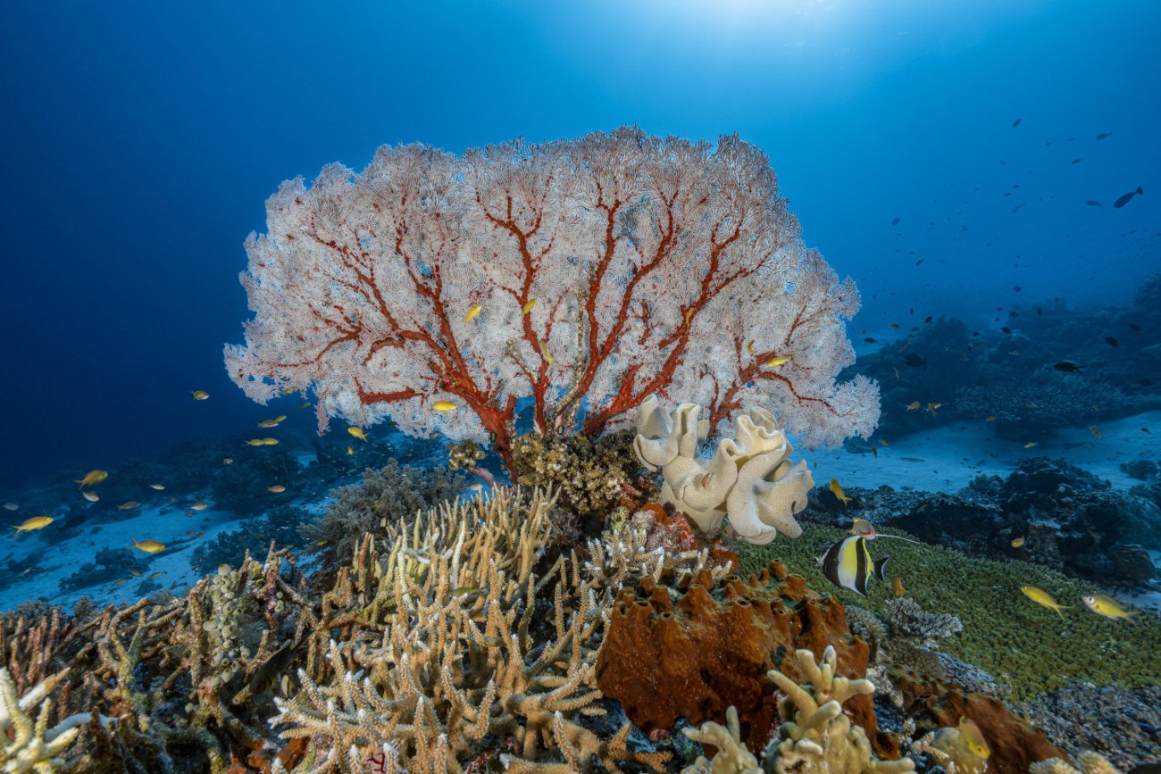 rosenfeld_ocean_030.jpg