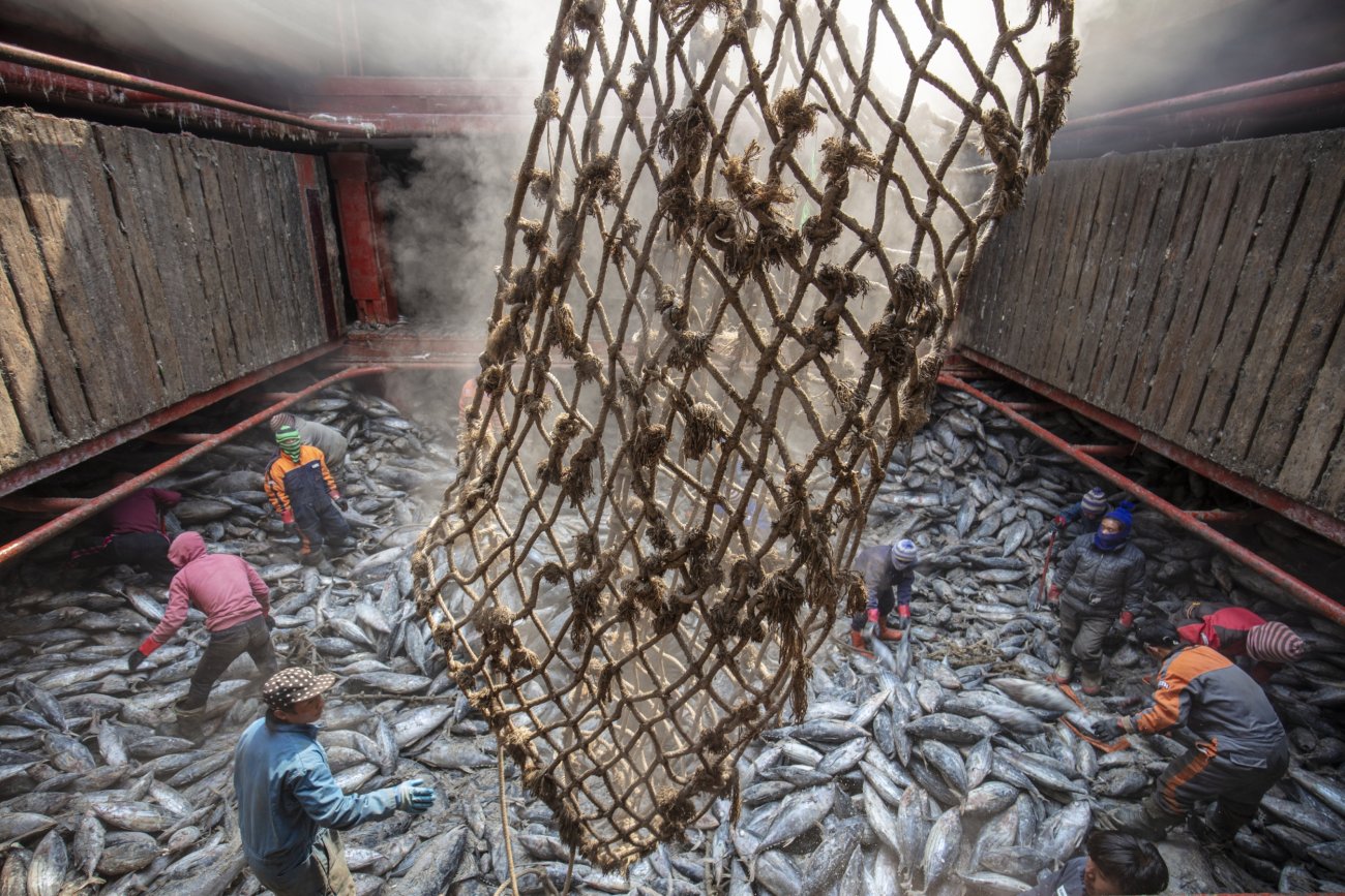 steinmetz_fishy_030.jpg