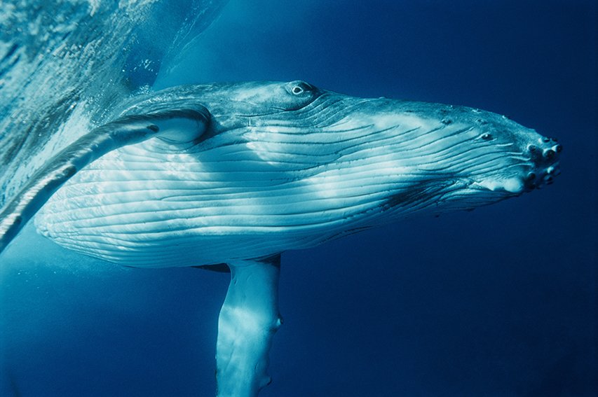 rosenfeld_ocean_038.jpg