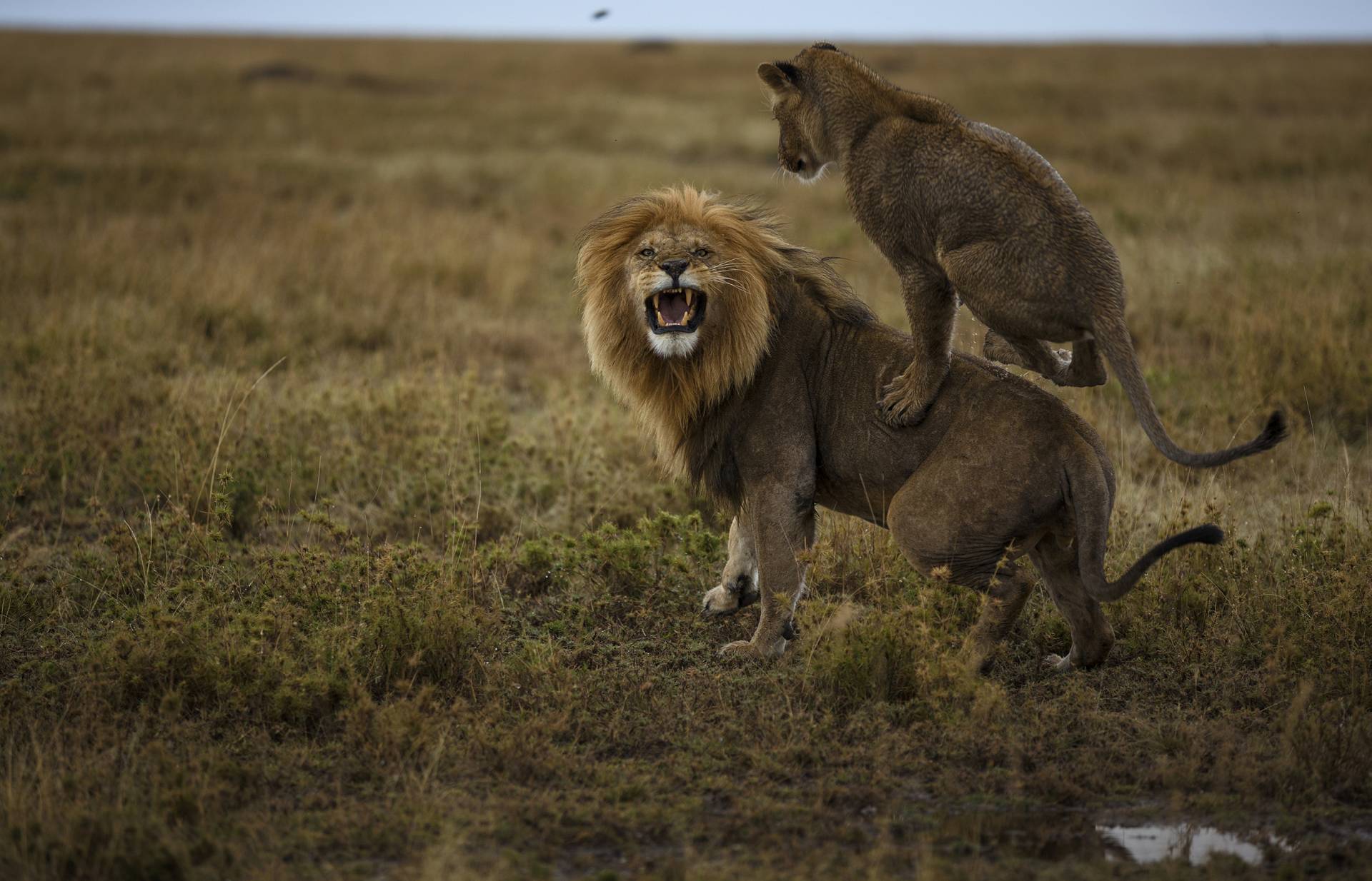 Сколько живут львы в дикой. Национальный парк Серенгети львы. Львица. Лев. Лев и львица.