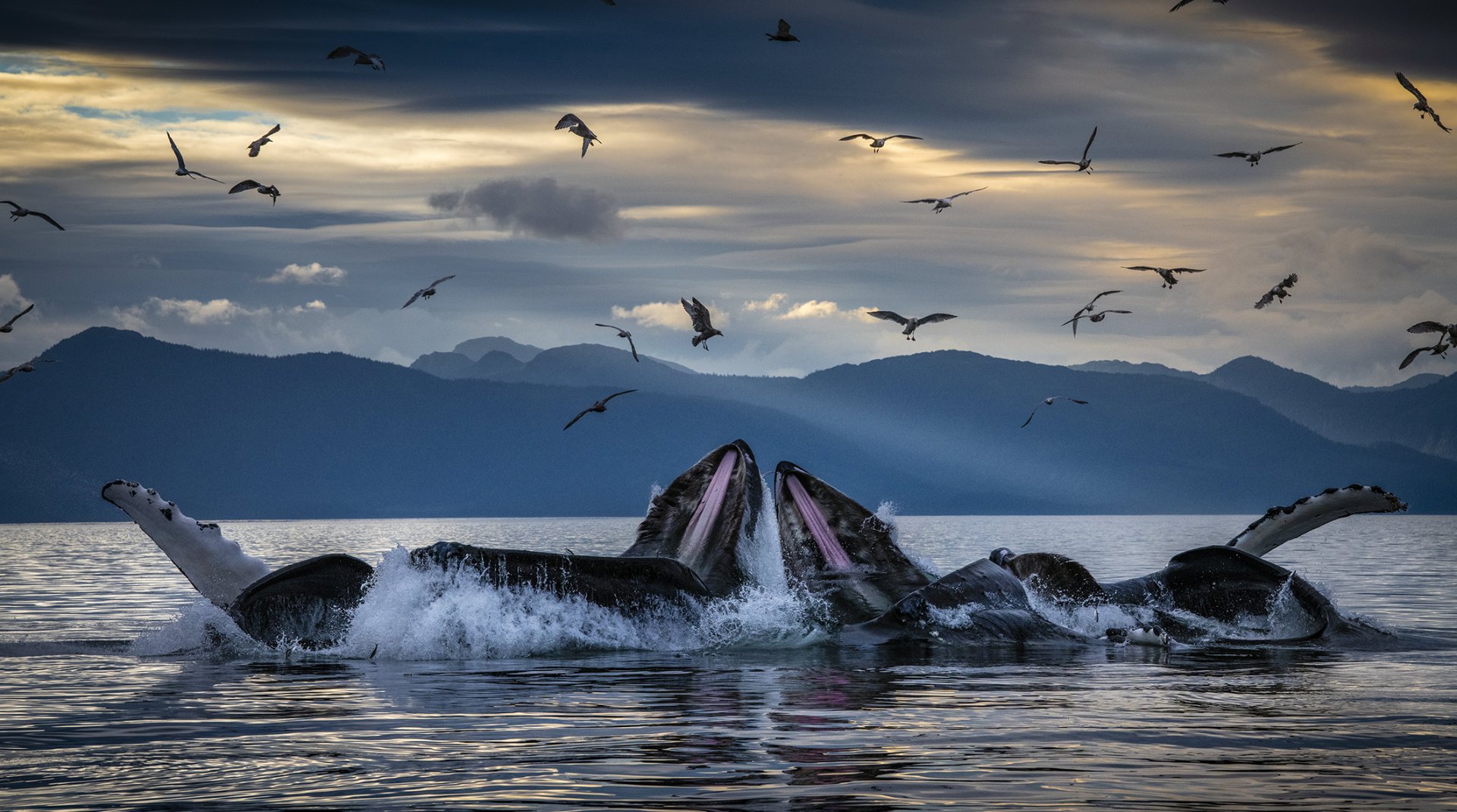 skerry_whale_013.jpg