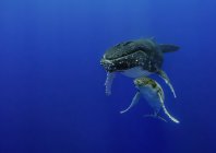 skerry_whale_015.jpg