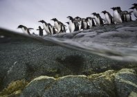 nicklen_arctique_101.jpg