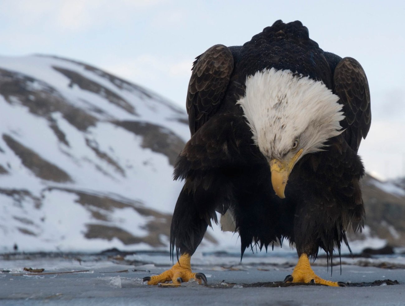 nigge_baldeagle_004.jpg
