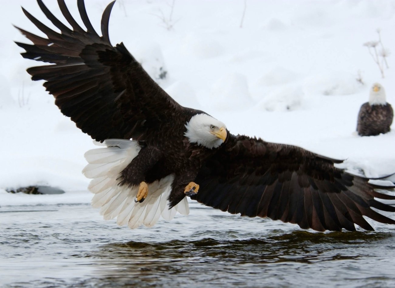 nigge_baldeagle_029.jpg
